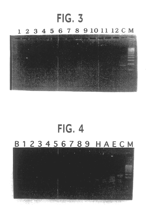 Species specific genomic DNA sequences for identification of Anacardium occidentale and the method for its utilization in detection of cashew husk in made tea samples