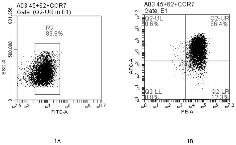 A kind of culture method of infiltrating T cell