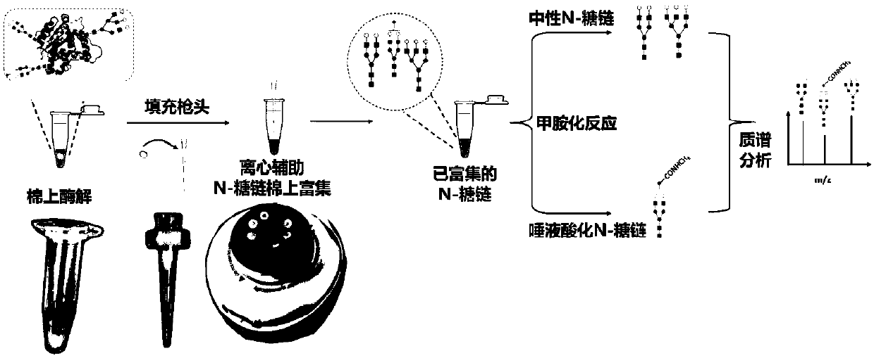 Method for rapid enzymolysis release, solid phase concentration and mass spectrometry of N-glycan