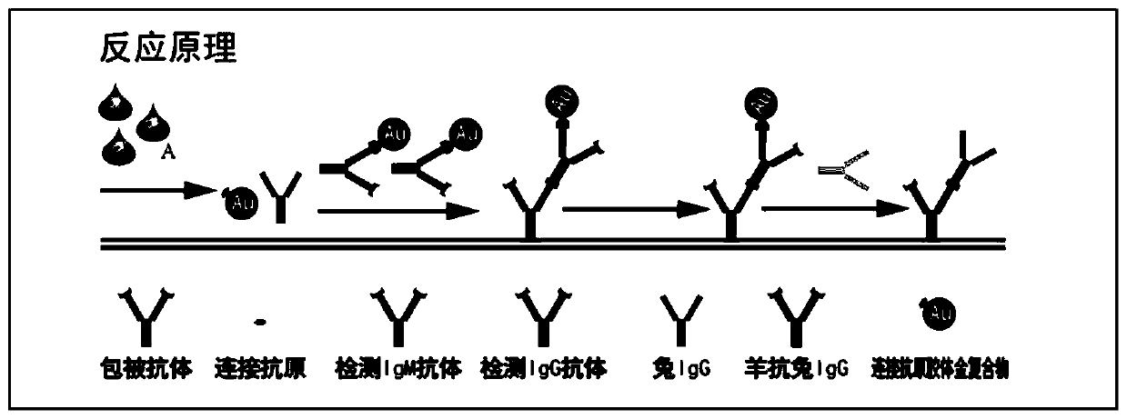 System for rapidly detecting new coronavirus 2019-nCoV in blood sample and preparation method of system