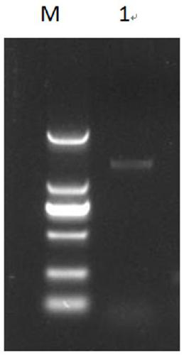 Tobacco protein kinase gene NtCIPK25-1 as well as cloning method and application thereof