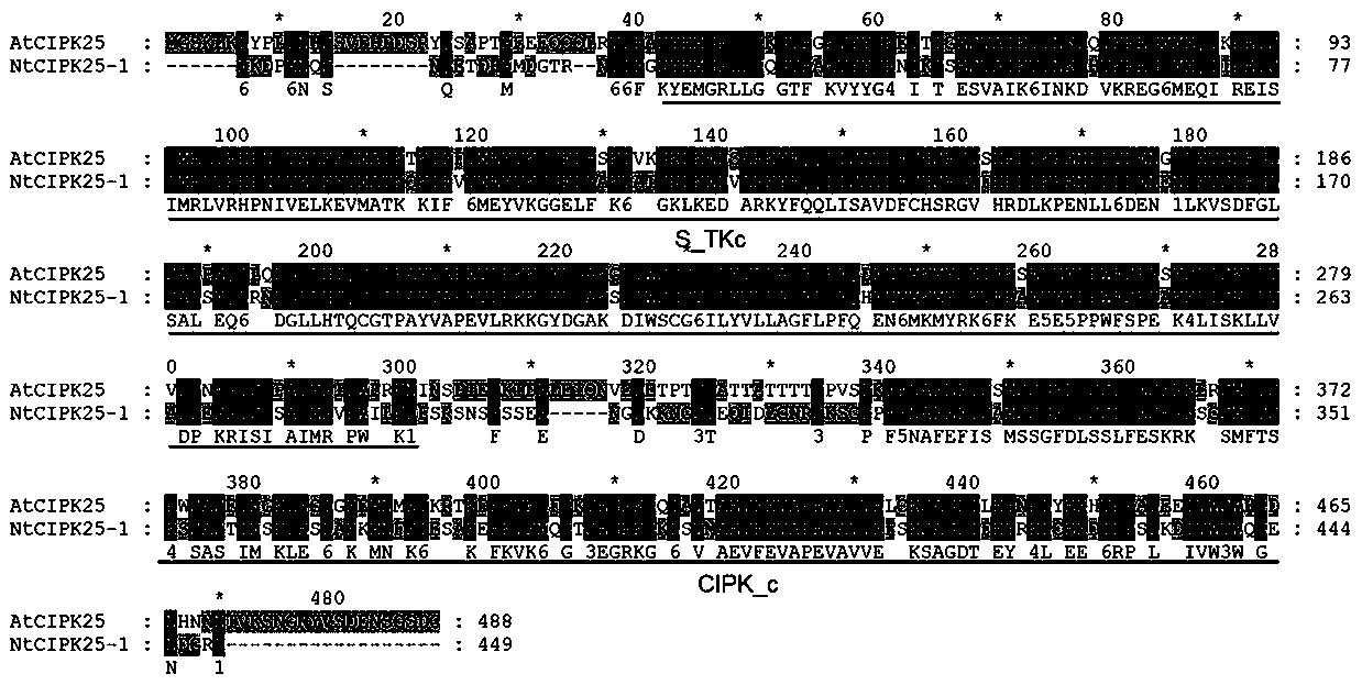 Tobacco protein kinase gene NtCIPK25-1 as well as cloning method and application thereof