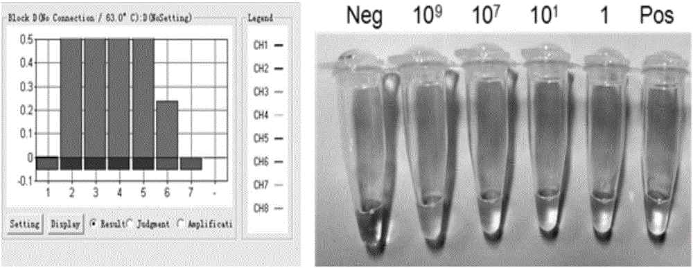 Rapid and sensitive method for detection of Marburg virus RT-LAMP