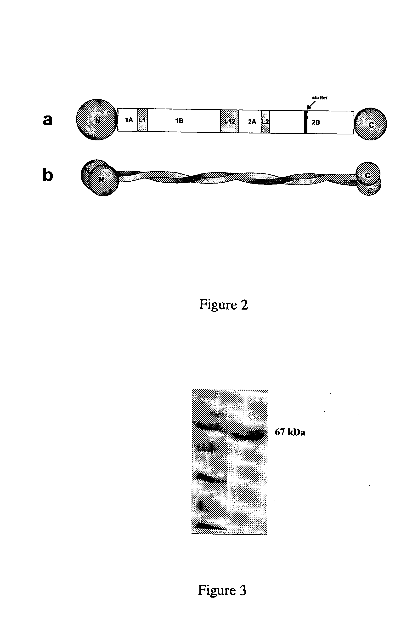 Alpha-helical protein based materials and methods for making same