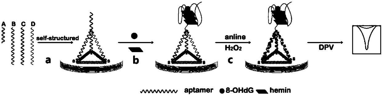 A Method for Quantitative Detection of 8-OHDG Activity Based on Aniline Deposition Electrochemical Sensing Electrode