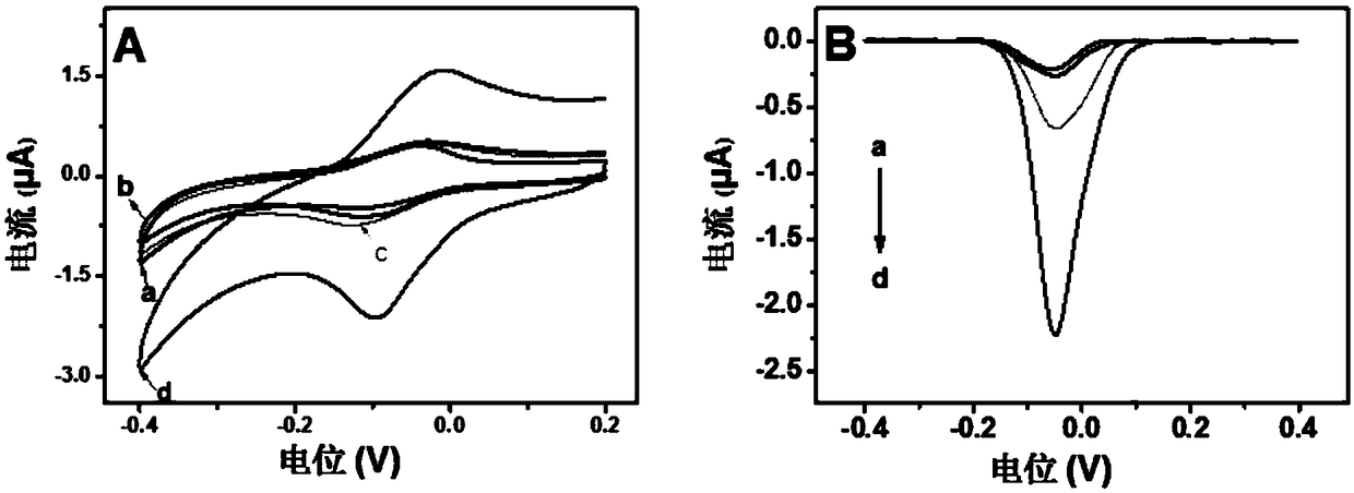 A Method for Quantitative Detection of 8-OHDG Activity Based on Aniline Deposition Electrochemical Sensing Electrode