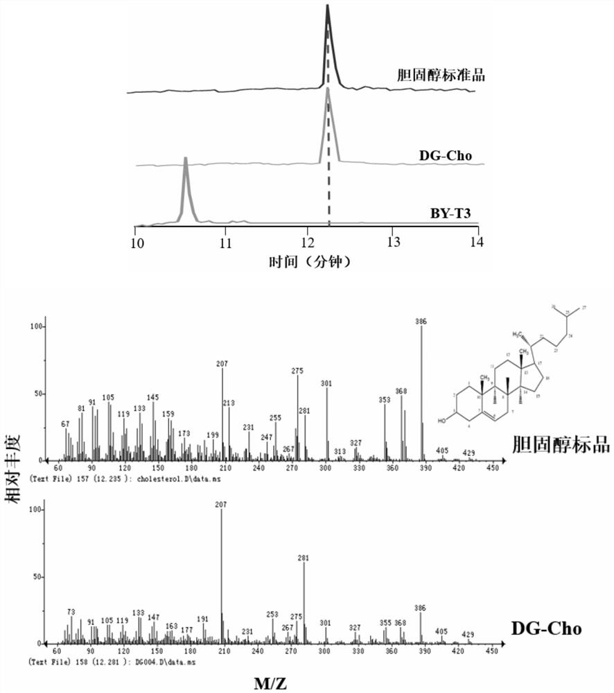 Diosgenin synthesis related proteins derived from dioscorea zingiberensis as well as coding gene and application