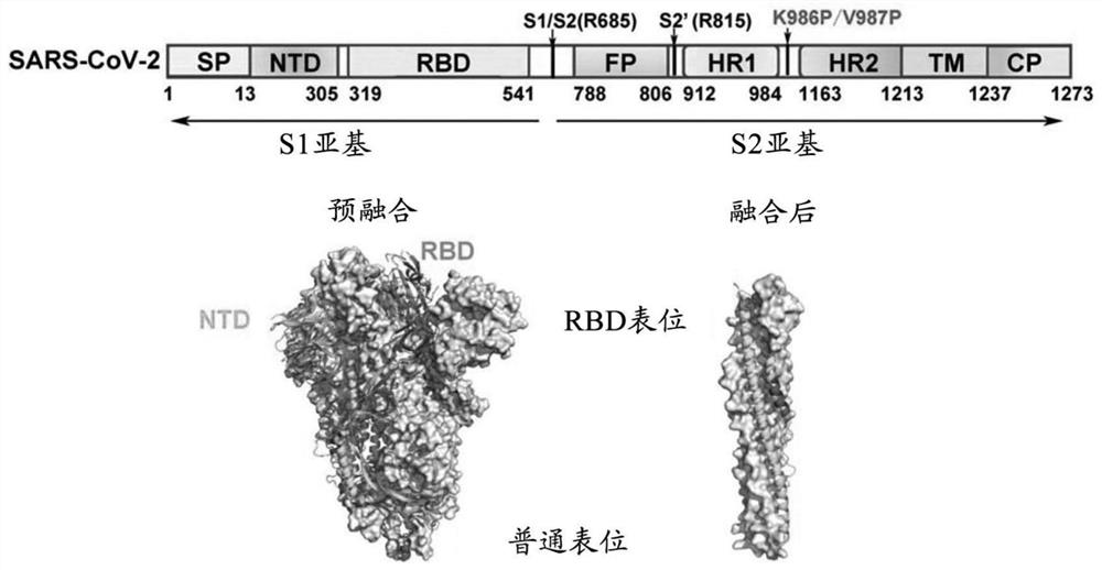 Vaccines and compositions based on S antigen protein of SARS-CoV-2