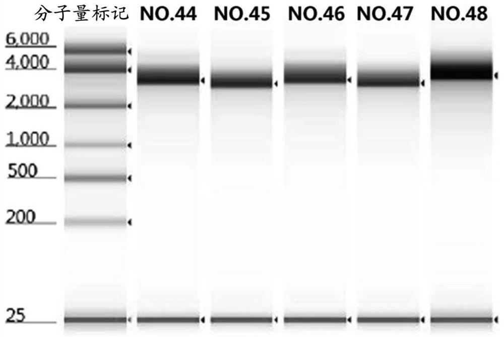 Vaccines and compositions based on S antigen protein of SARS-CoV-2