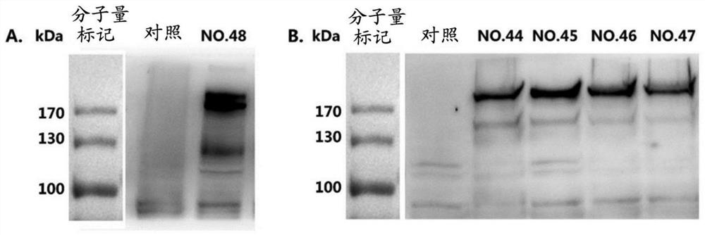 Vaccines and compositions based on S antigen protein of SARS-CoV-2