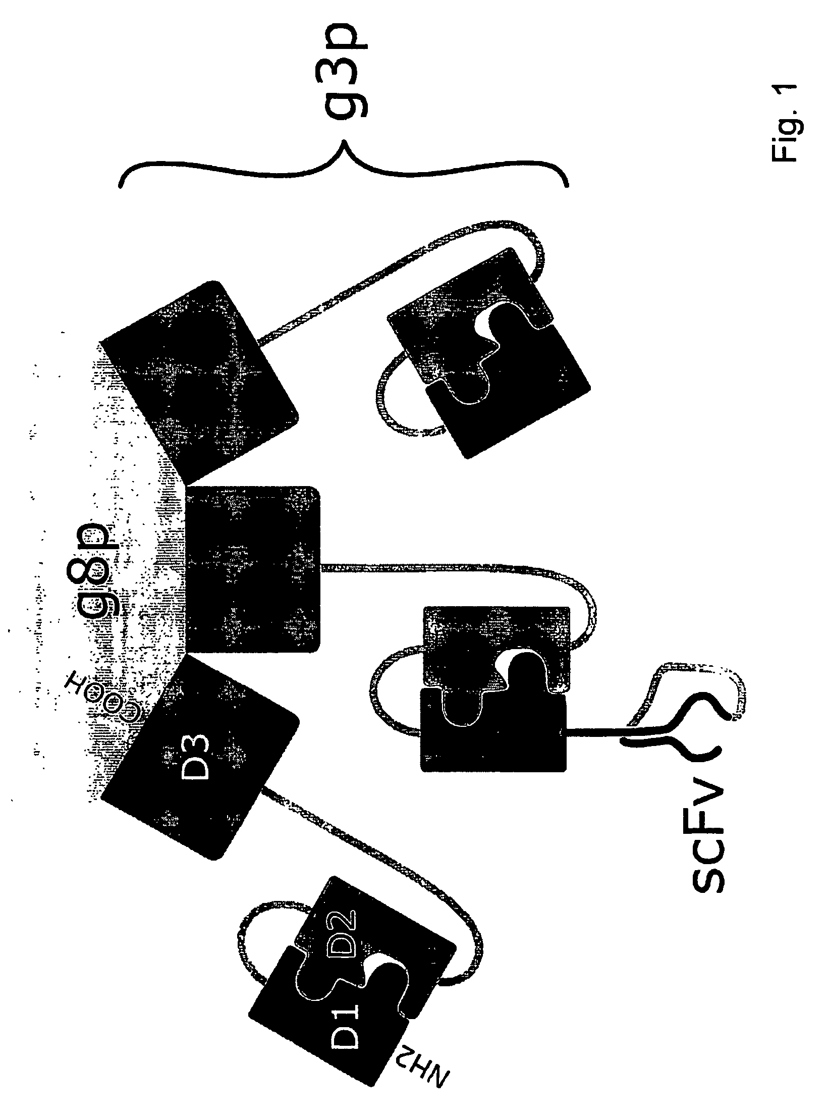 Chimaeric phages