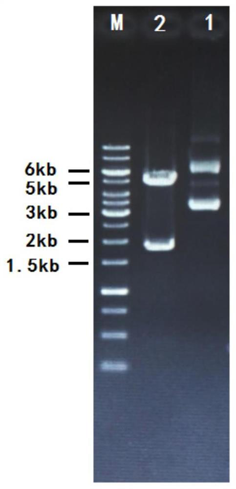 A kind of optimized sequence of trehalose synthase gene and its application