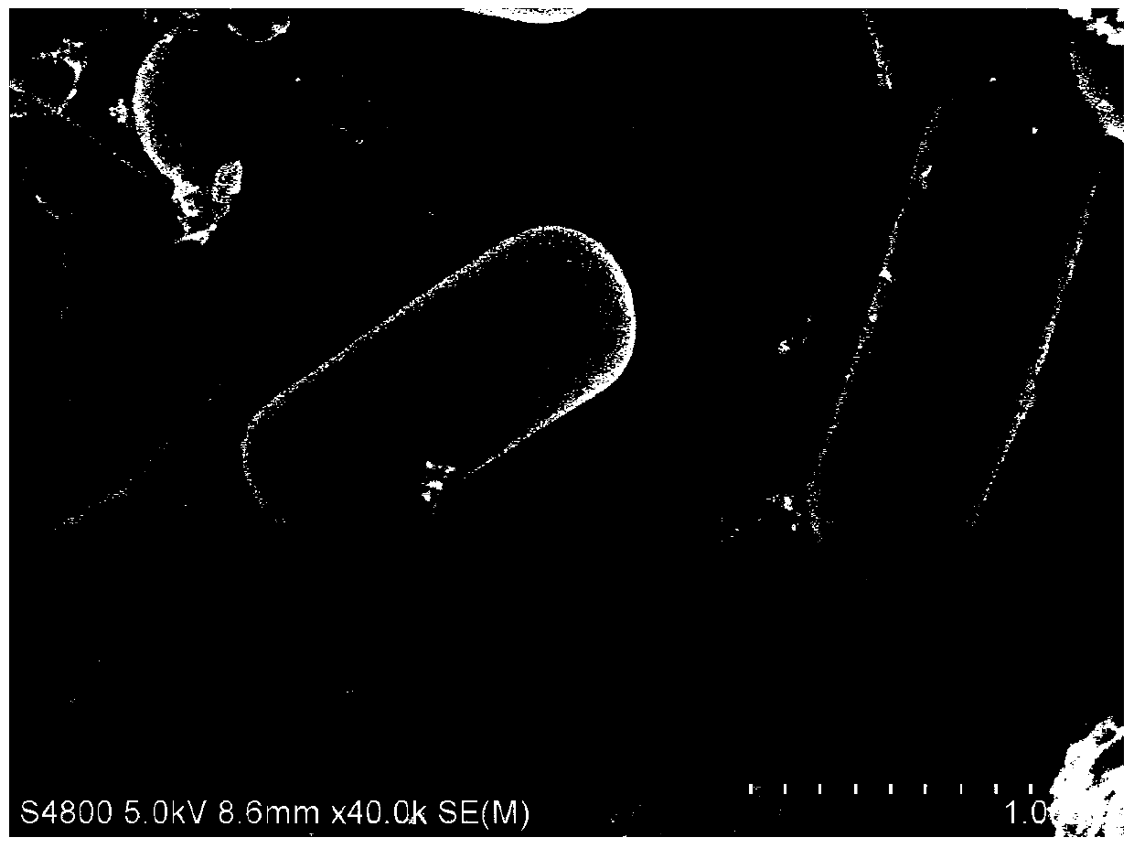 Methylotrophic bacillus strain and its application