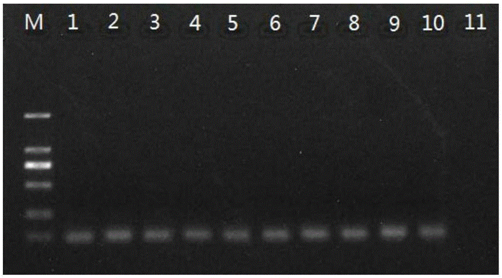 Multiple PCR detection primers for simultaneously detecting HPV, MBV and IHHNV of prawns, kit and application