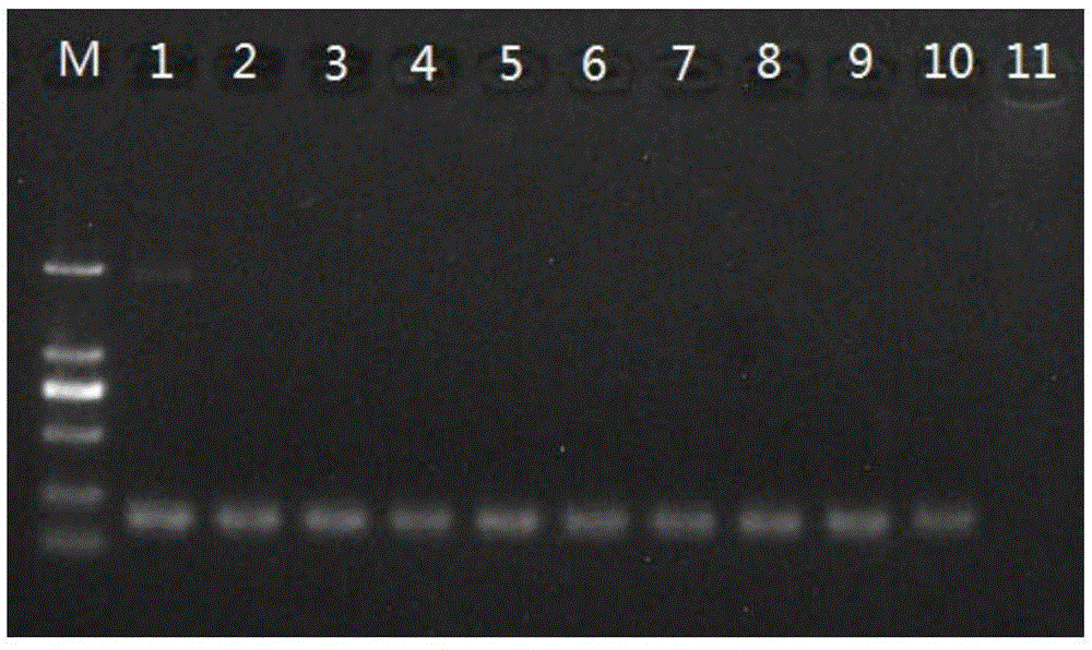 Multiple PCR detection primers for simultaneously detecting HPV, MBV and IHHNV of prawns, kit and application