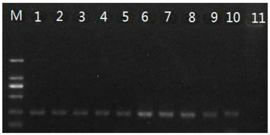 Multiple PCR detection primers for simultaneously detecting HPV, MBV and IHHNV of prawns, kit and application