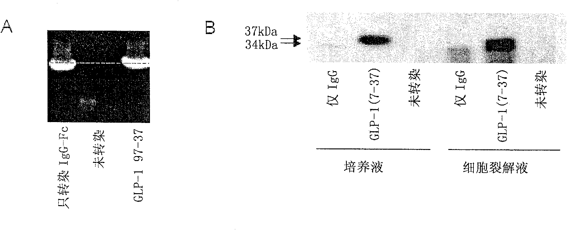 Medicine composition for preventing and treating diabetes mellitus and its use