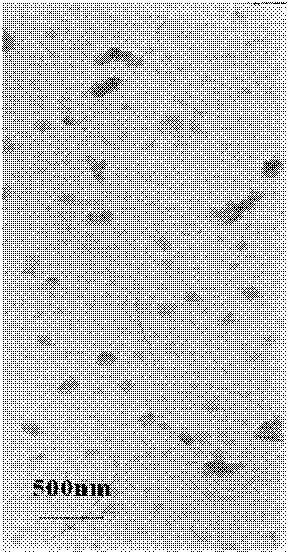 Taxol-loaded nano lipid carrier and preparation method thereof