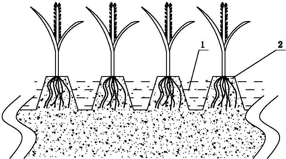 Lodging-free cultivation method of super high-yield rice