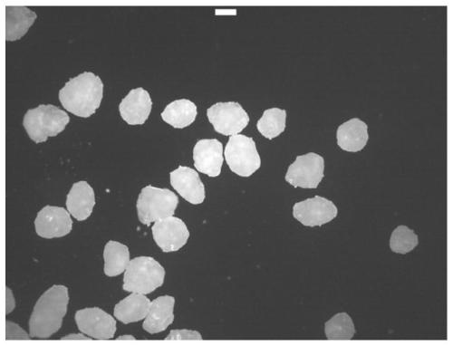 Preparation method of spherical carboxymethyl cellulose barium stephenate based on added seed crystals