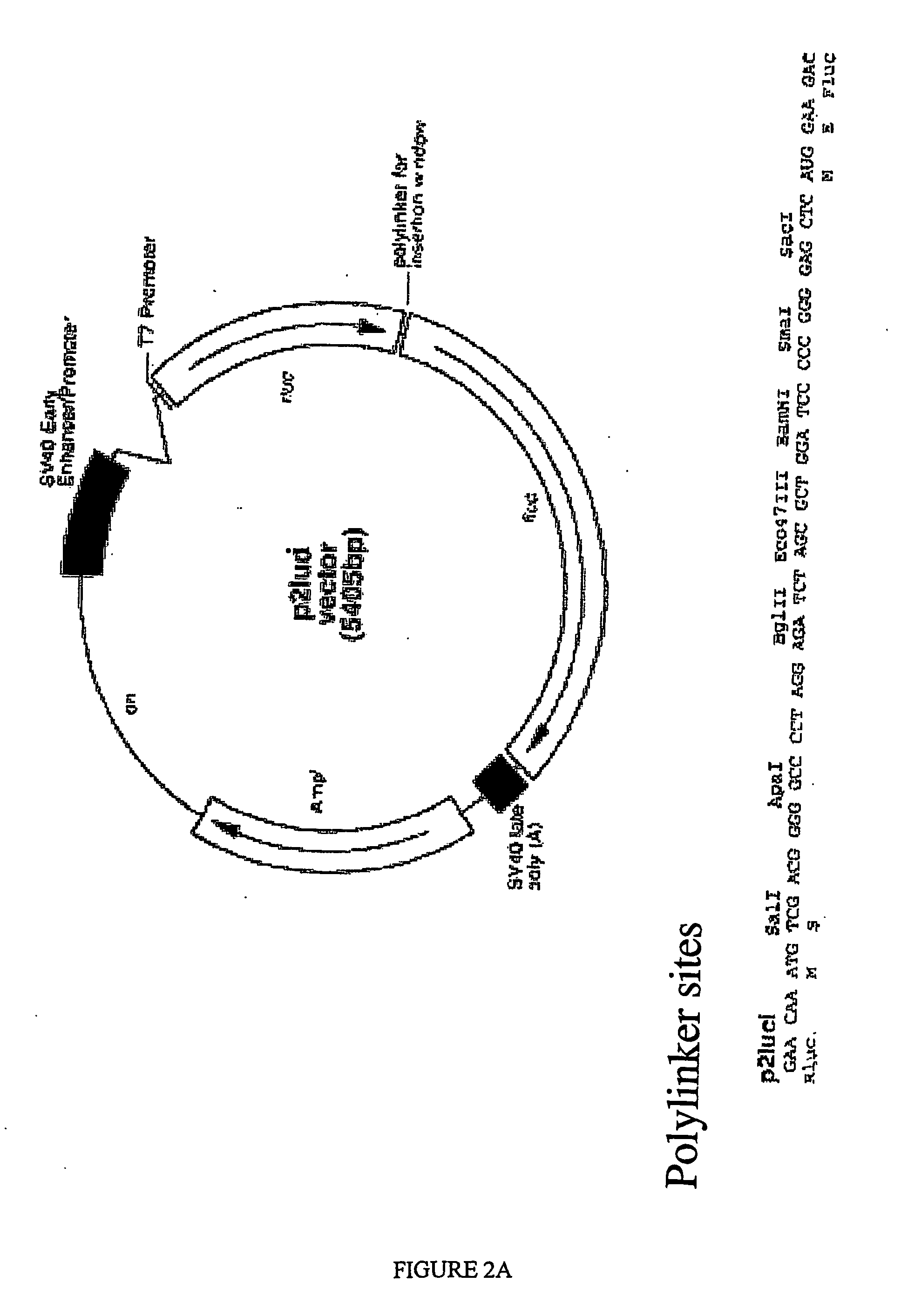 Methods for identifying compounds that modulate untranslated region-dependent gene expression and methods of using same