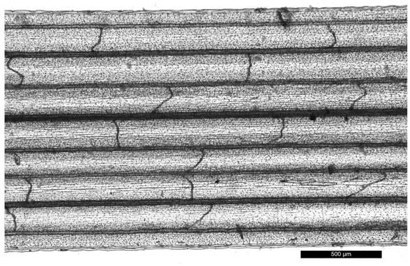 Mounting preparation method for observing vein network structure of turfgrass