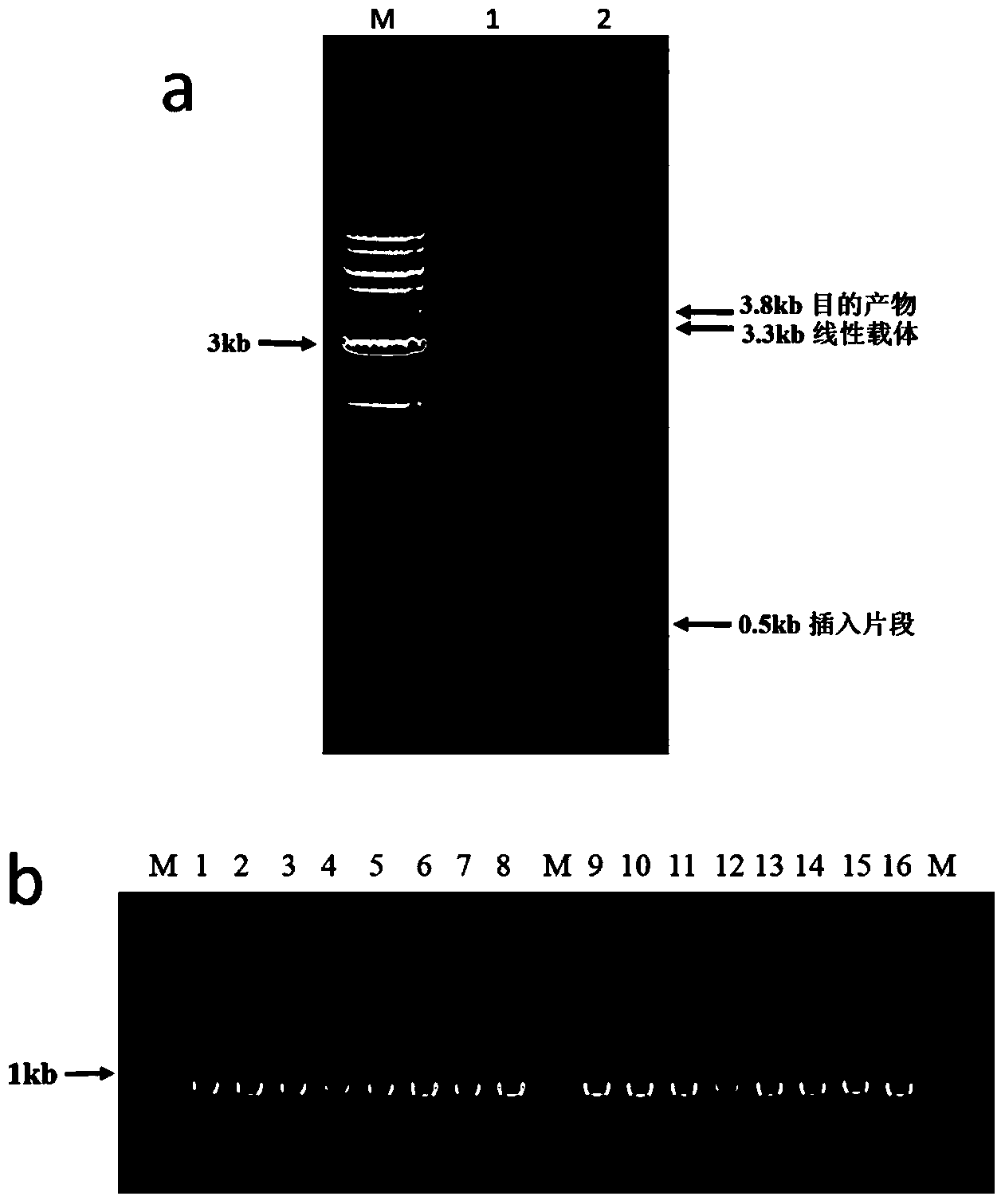 DNA assembly and cloning method