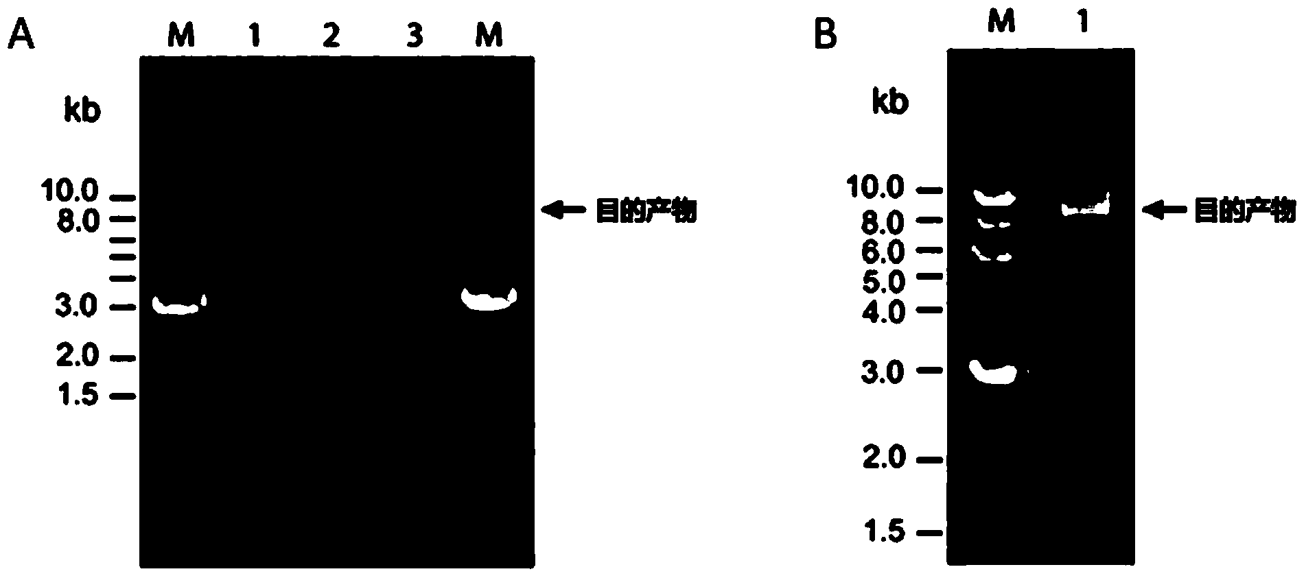 DNA assembly and cloning method