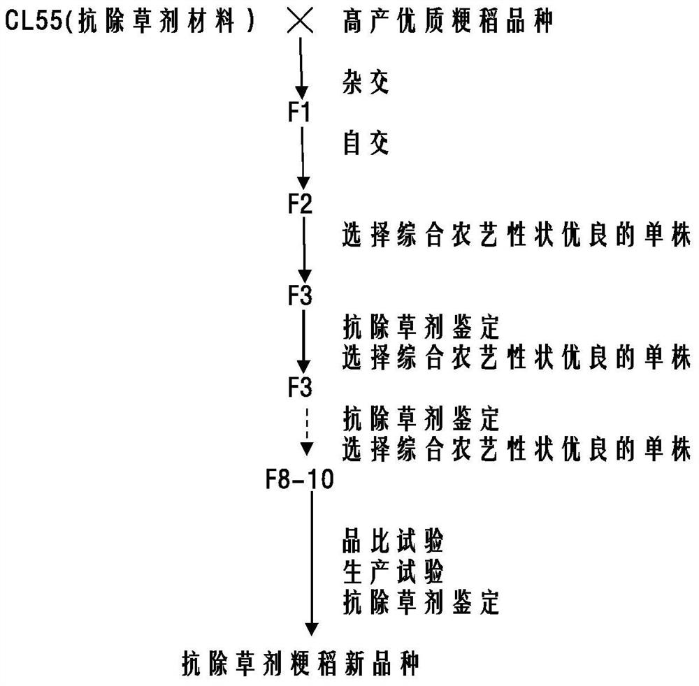 A method for breeding japonica rice resistant to imidazolinone herbicides