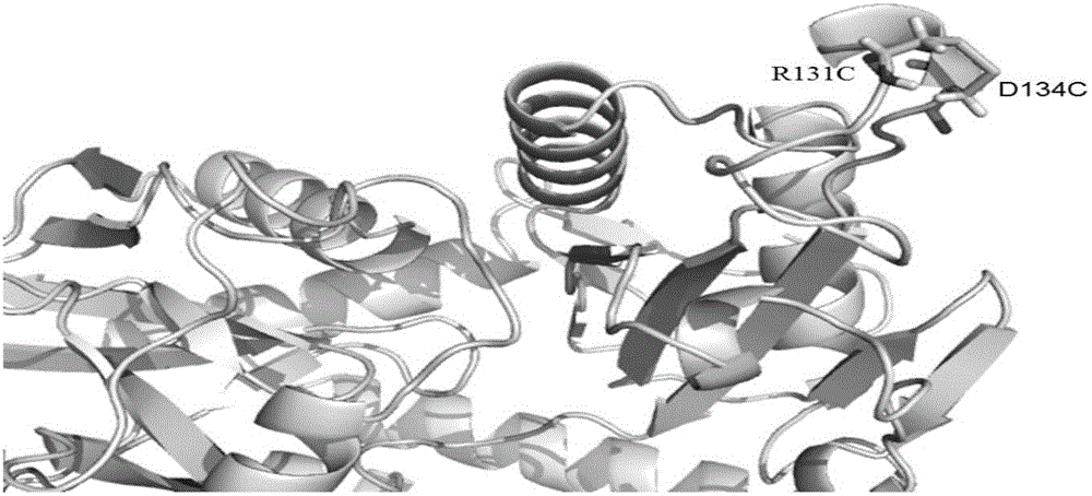 Disulfide-bond-introduced omega-aminotransferase mutant and application thereof