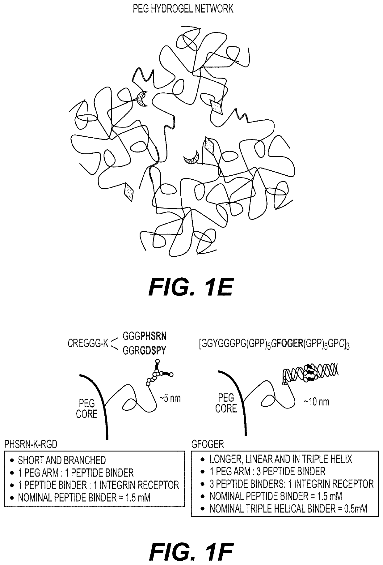 Synthetic hydrogels for organogenesis