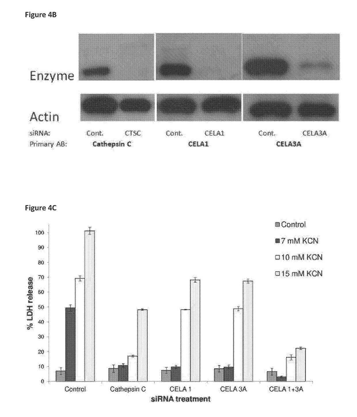 Compositions for treating and/or preventing cell or tissue necrosis specifically targeting cathepsin c and/or cela1 and/or cela3a and/or structurally related enzymes thereto