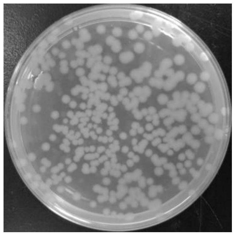 A kind of composite bacterial agent based on bacillus subtilis bs1 and its application