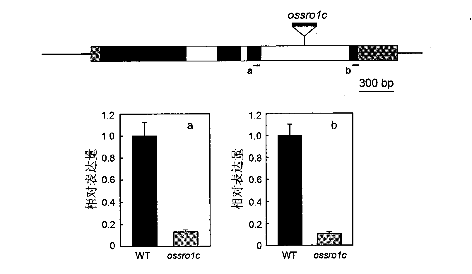 Application of OsSRO1c gene in controlling rice drought resistance