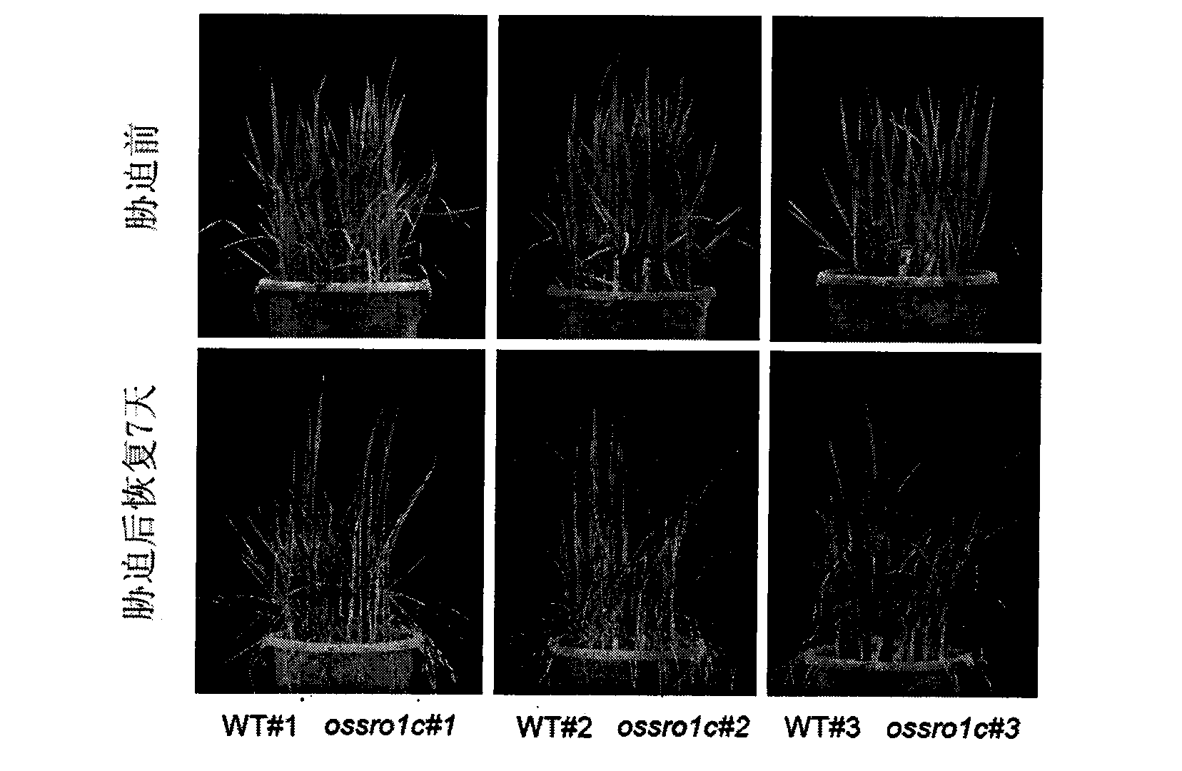 Application of OsSRO1c gene in controlling rice drought resistance