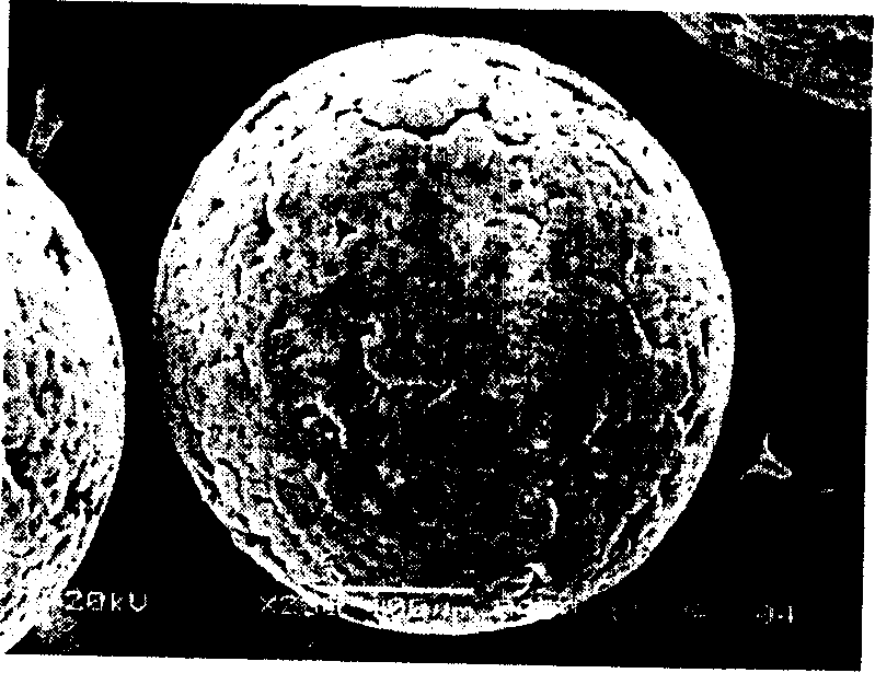 Method for preparing polylactic porous microball