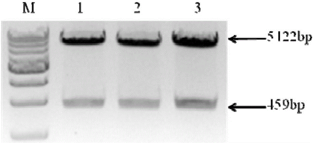 Culture method of adipose tissue-derived stromal cells