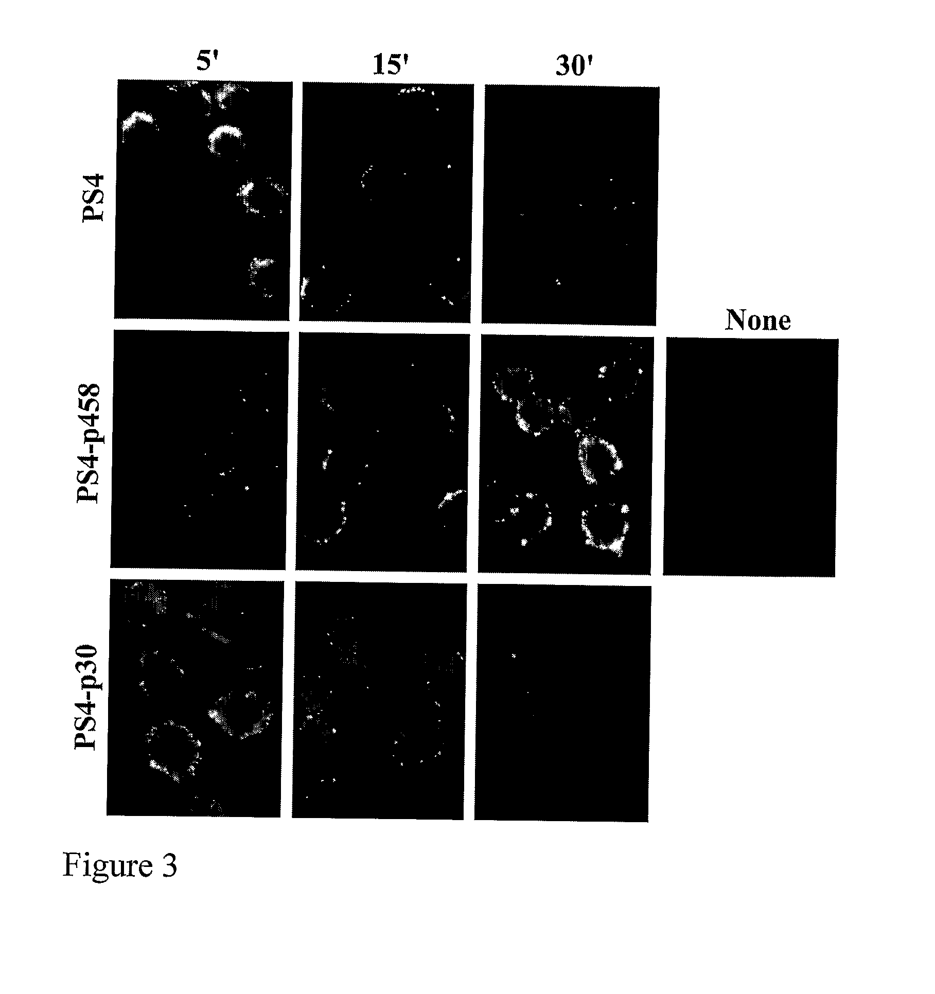 Vaccines comprising multimeric hsp60 peptide carriers