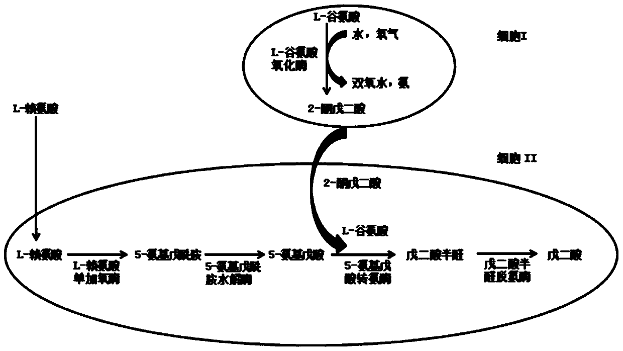 A method for whole-cell biocatalytic production of glutaric acid