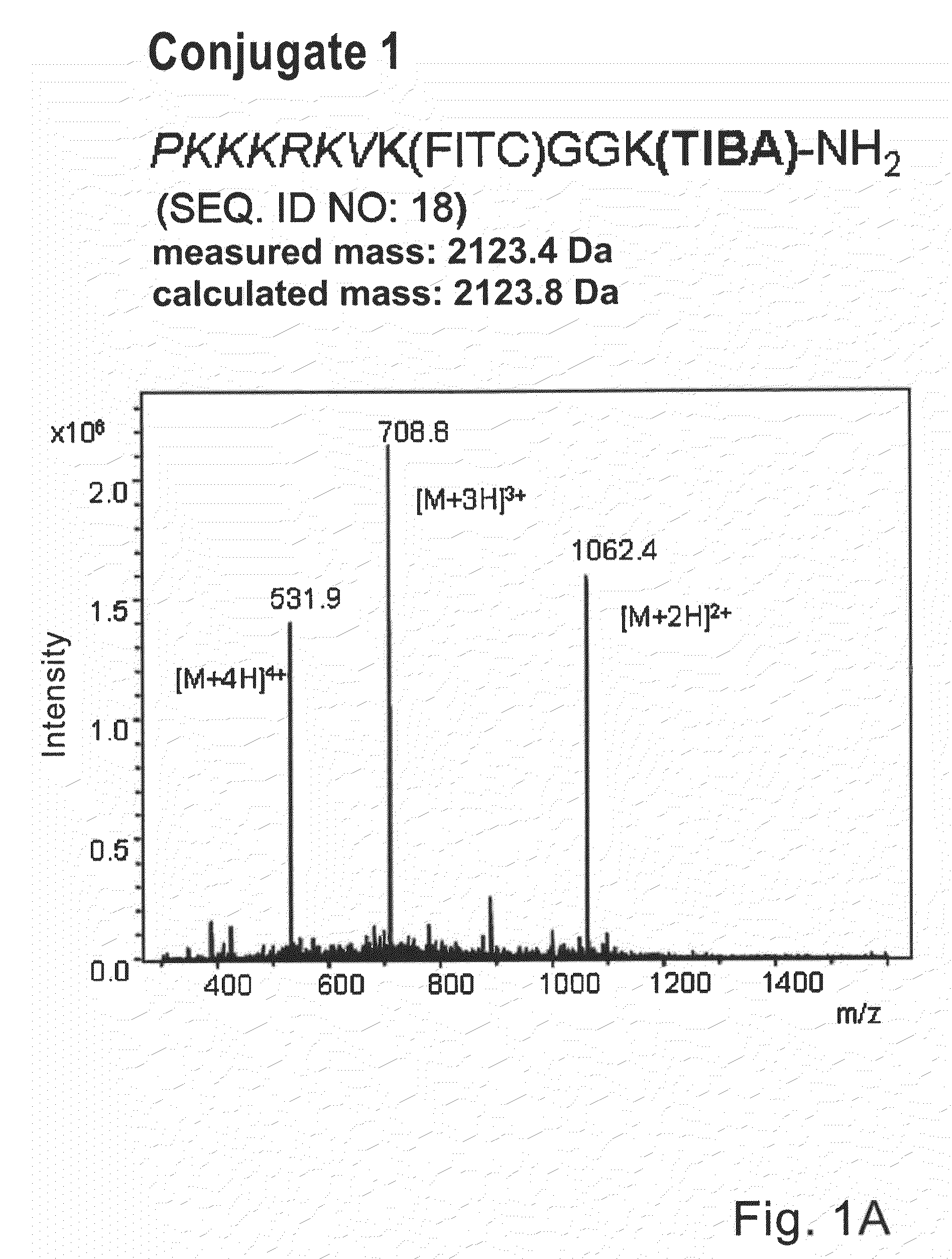 X-ray-dense conjugate