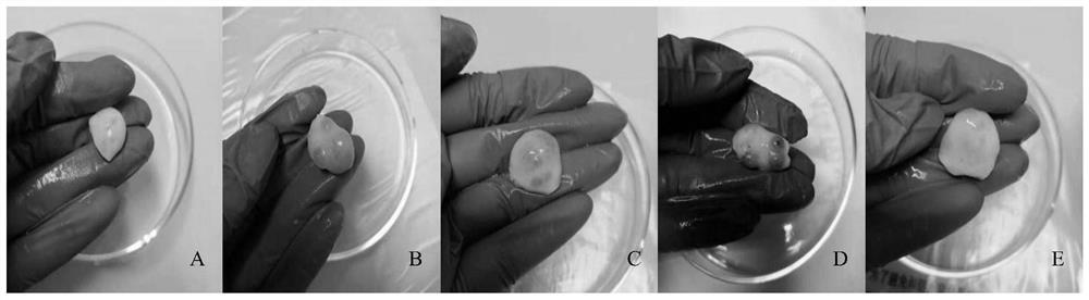 Sheep ovarian granular cell separation, culture and identification method