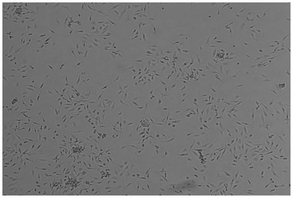 Sheep ovarian granular cell separation, culture and identification method