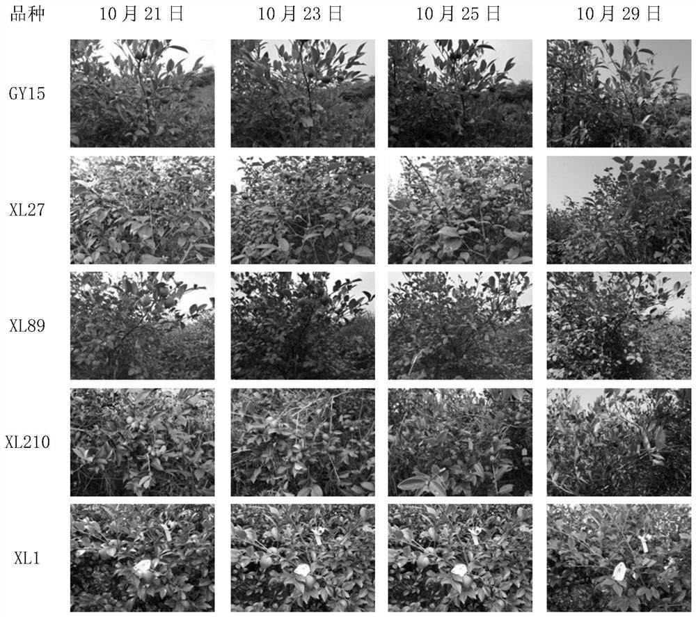 A composition for regulating the intensive shedding of mature fruit of camellia oleifera