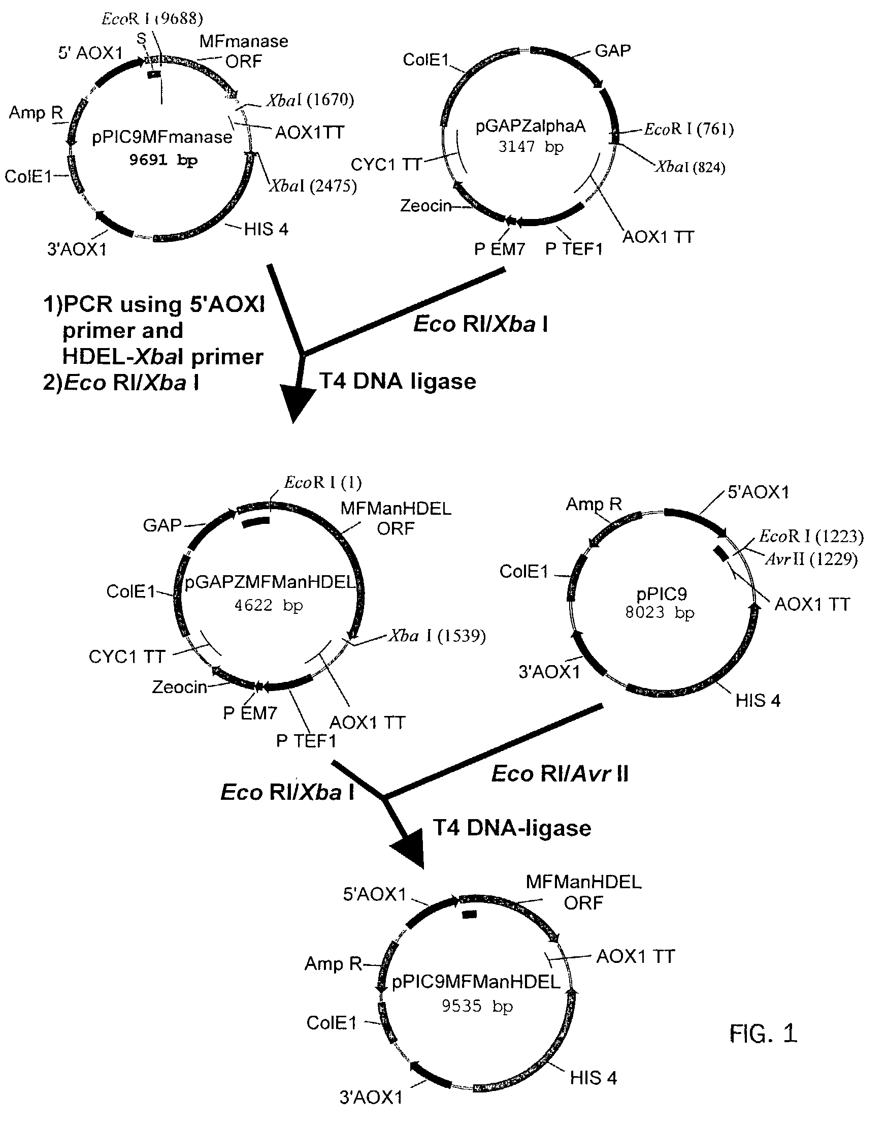 Protein glycosylation modification in methylotrophic yeast