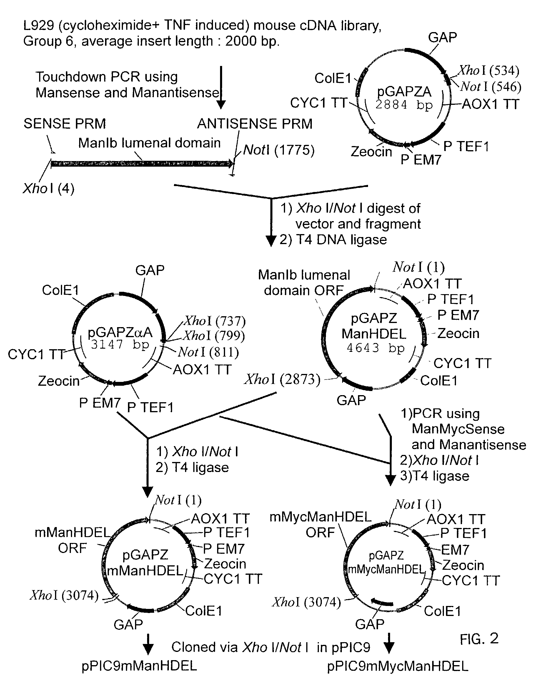 Protein glycosylation modification in methylotrophic yeast