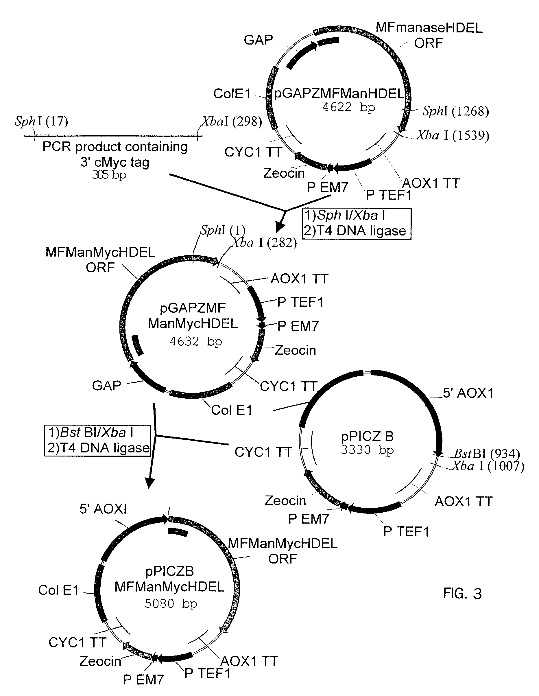 Protein glycosylation modification in methylotrophic yeast