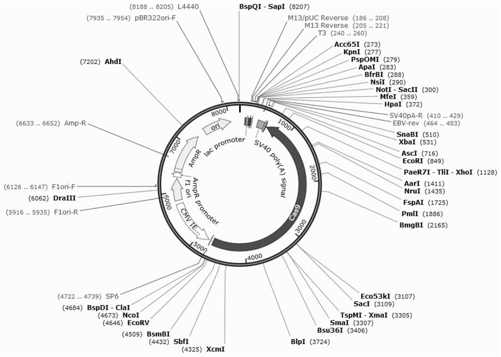 Construction method and application of obese type II diabetes mellitus zebrafish model