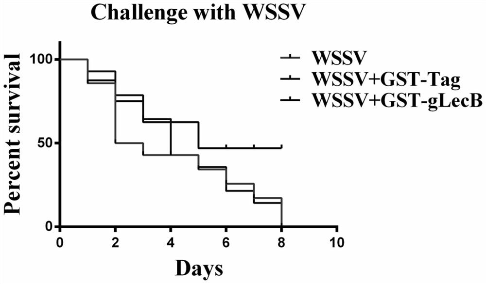 A Procambarus clarkii c-type lectin glecb gene and its encoded glecb protein