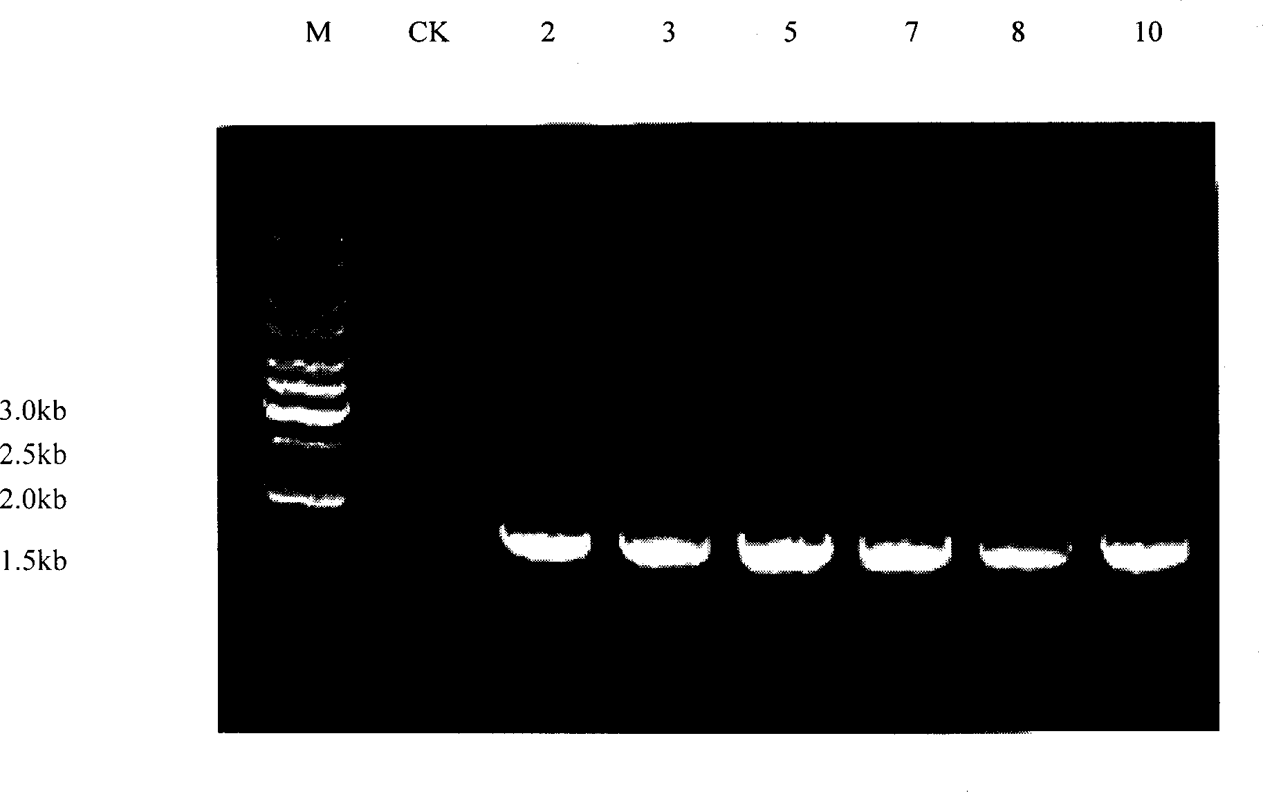 Production method of transgenic potato for expressing infectious bronchitis virus fibre mutein