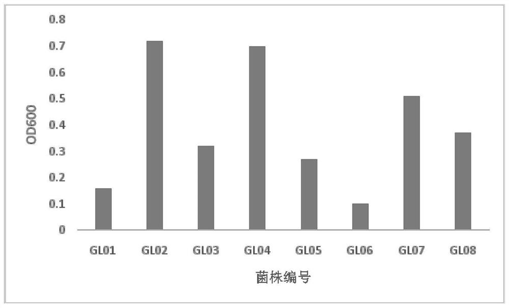 Lactobacillus preparation and application thereof